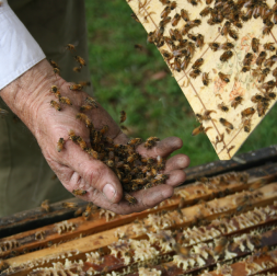 Archibald's Honey beekeeper hands image