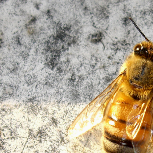 Archibald's Honey bee image