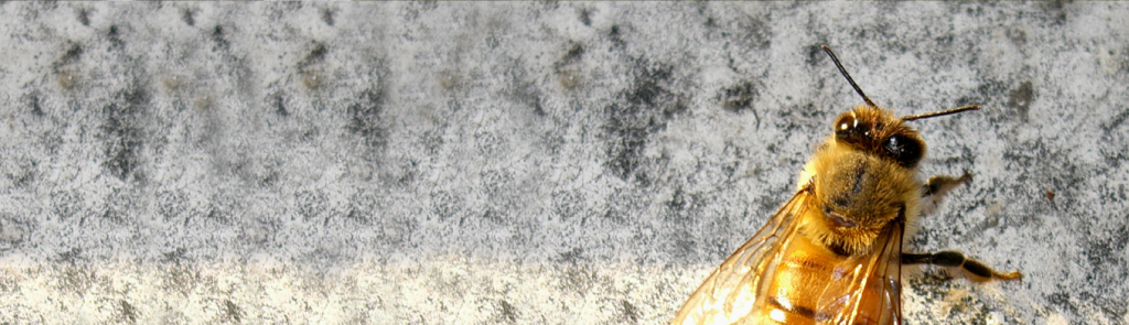 Archibald's Honey FAQ image